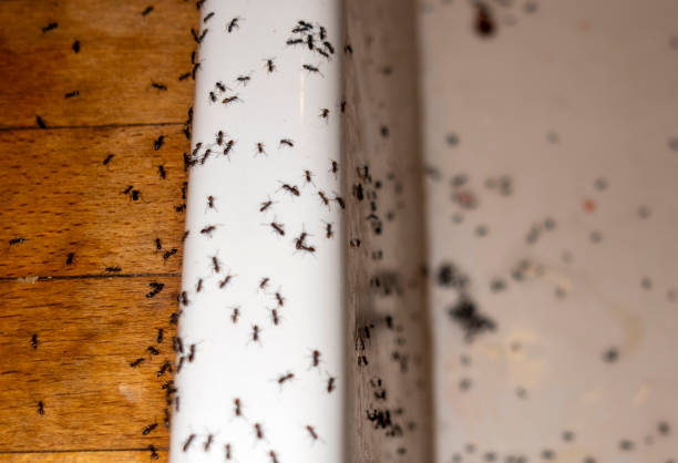 Best Emergency Pest Control  in Lecanto, FL